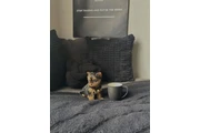 $400 : Rescue Yorkie for sale. thumbnail