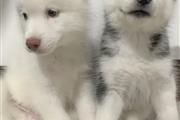 Cachorros de husky siberiano en Chicago