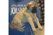 Preciosos cachorros bullmastif en Seattle