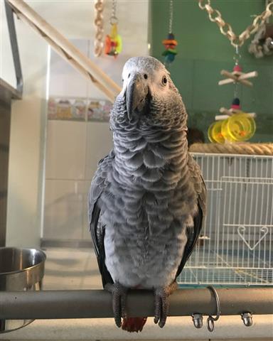 $310 : African Gray And Eggs For Sale image 2