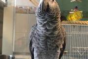 $310 : African Gray And Eggs For Sale thumbnail