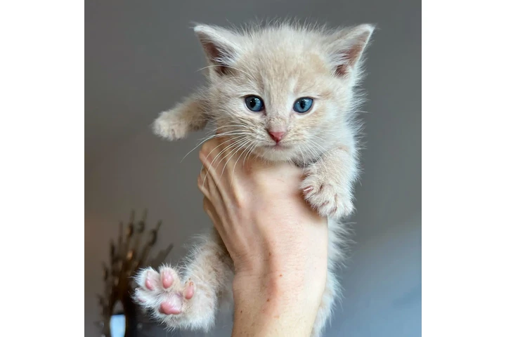 $100 : Siamese kittens image 5