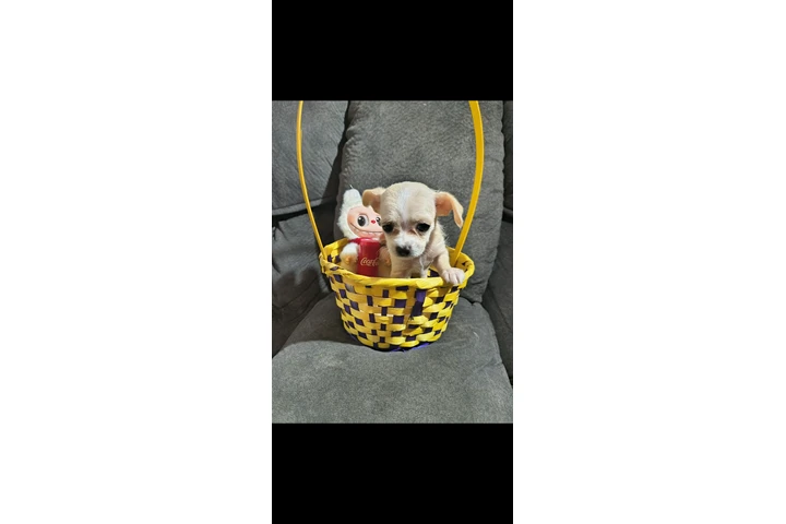 $400 : Puppie female mini toy image 4