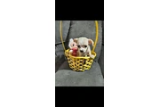 $400 : Puppie female mini toy thumbnail