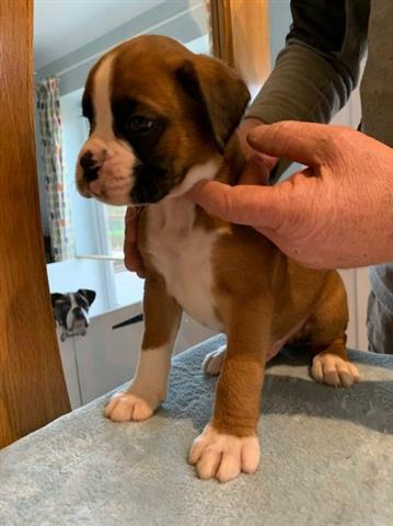 $700 : Gorgeous Boxer puppies forsale image 1