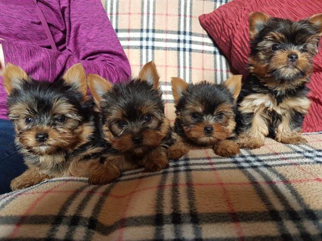 $500 : Potty Yorkshire Terrier pups image 1