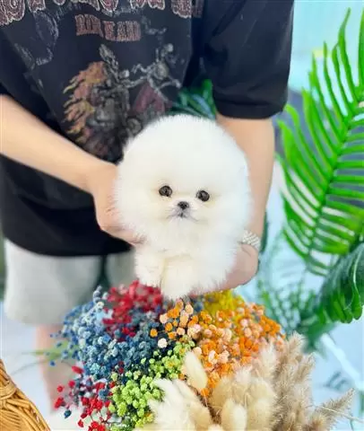 $300 : Pomeranian puppy image 2