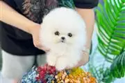 $300 : Pomeranian puppy thumbnail