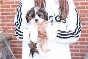 shih tzu puppies for sale en San Juan