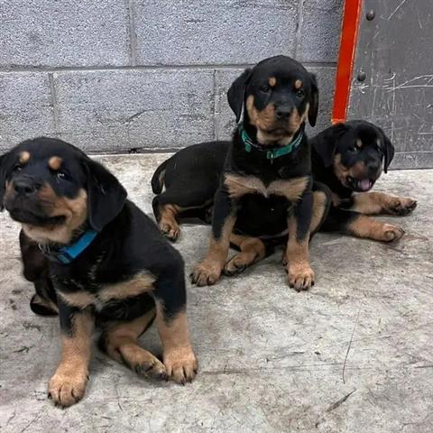 Rottweiler puppies ready for a image 1