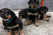 Rottweiler puppies ready for a