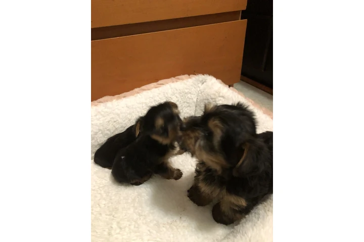 $1300 : Yorkies puros image 4