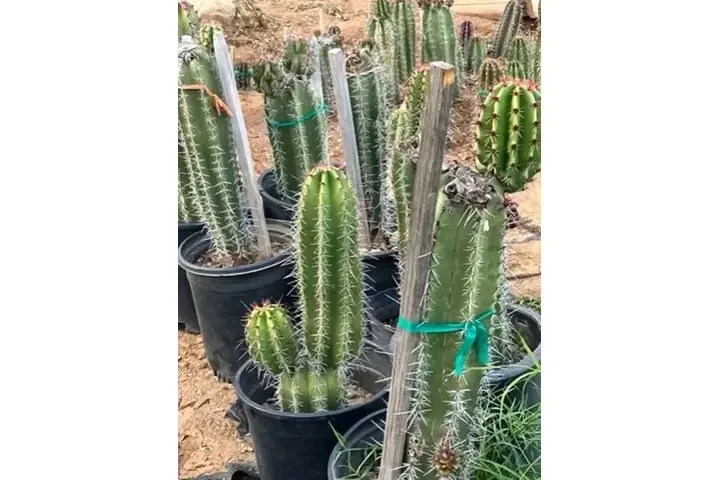 PITAYOS D JALISCO TERE GALVAN image 8