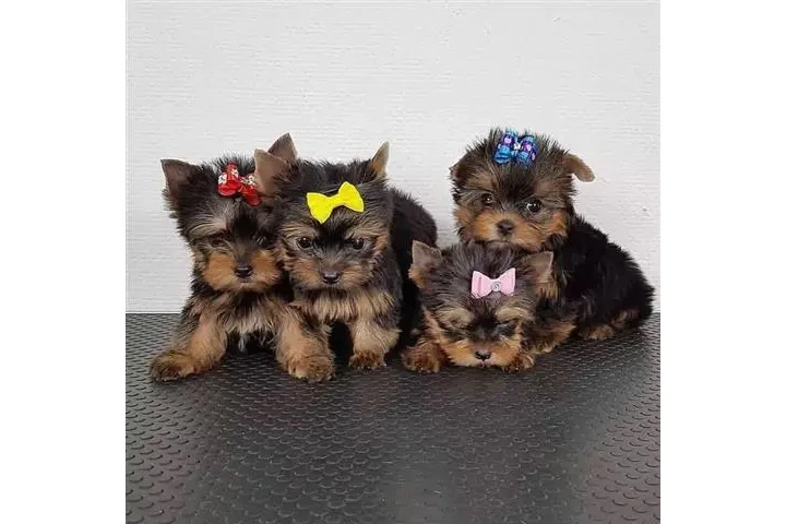 $500 : Lindos cachorros de Yorkie image 3