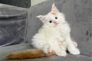 main coon en adopcion en Little Rock