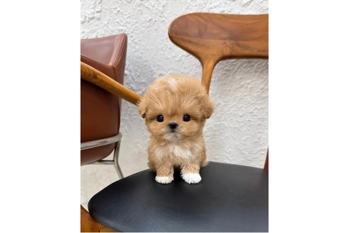 $350 : MALTIPOO EN VENTA image 1