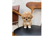 $350 : MALTIPOO EN VENTA thumbnail