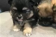 Cachorros de Pomerania en Tulsa