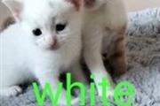 American Short hair kitten thumbnail