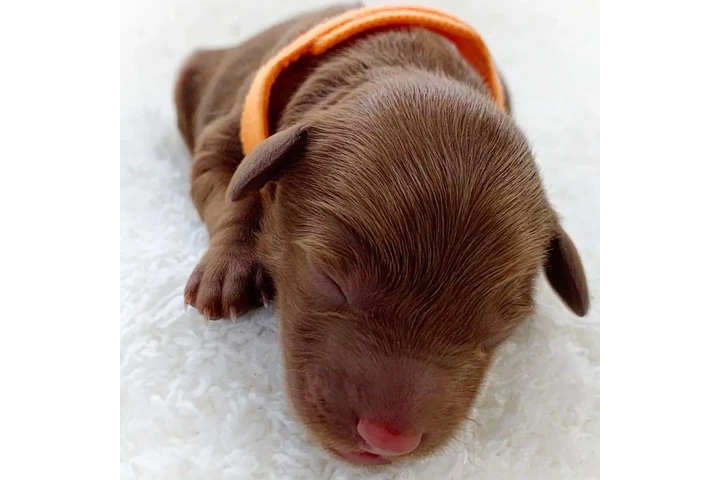 $800 : holly goldendoodle pups image 4