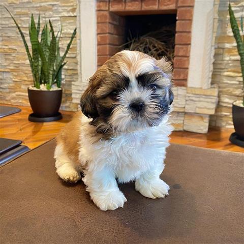 $350 : Cachorrito Shih Tzu 🐶✨ image 3