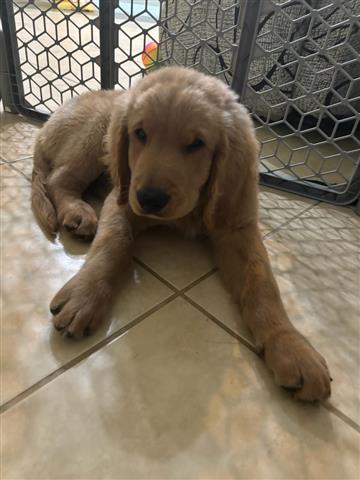 $900 : Goldendoodle puppies - reduced image 2