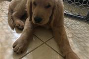 $900 : Goldendoodle puppies - reduced thumbnail