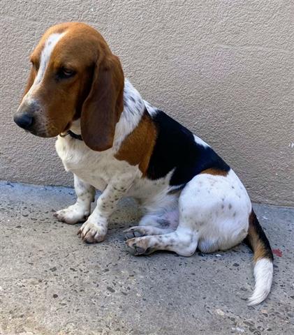 $250 : Bassett Hound image 1