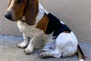 Bassett Hound en El Paso