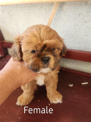 $350 : Perritos shihtzu mix Yorkie image 1