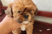 Perritos shihtzu mix Yorkie en Los Angeles