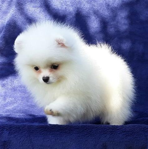 $350 : Romeo Pomeranian puppies image 2