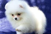 $350 : Romeo Pomeranian puppies thumbnail