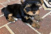 $230 : Lovely Yorkshire Puppies thumbnail