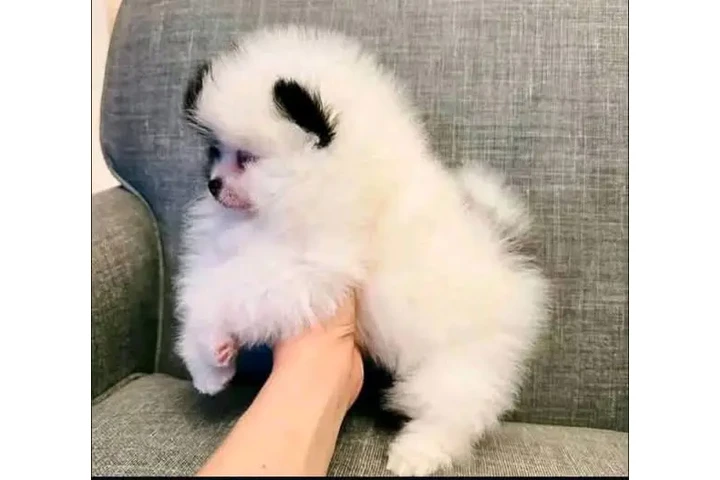 $750 : Xmas Pomeranian Puppie - Ready image 3