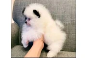 $750 : Xmas Pomeranian Puppie - Ready thumbnail