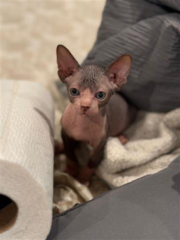 $2500 : Sphynx Cat image 3