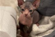 $2500 : Sphynx Cat thumbnail