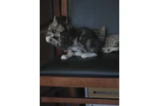 Free kittens en Los Angeles