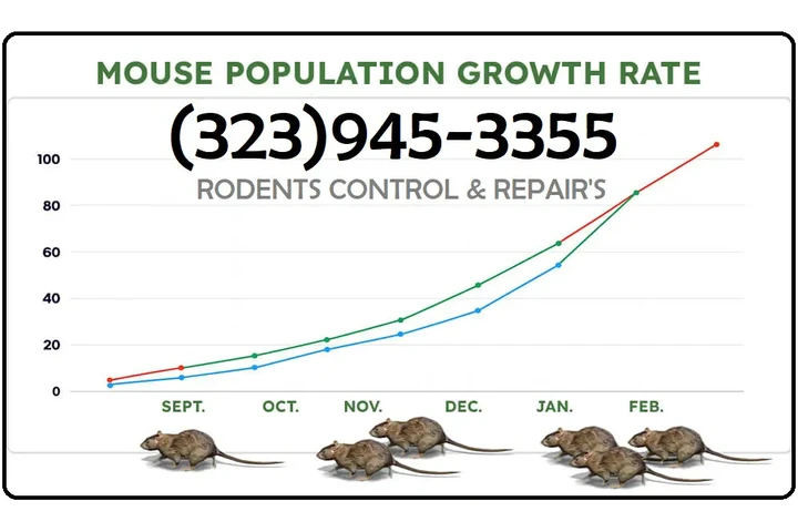 FUMIGACION RATONES REPARACION image 3