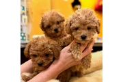 $350 : Caniche toy taza de té thumbnail