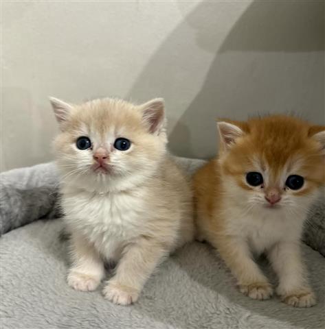 $500 : gatitos buscando nuevos hogare image 10