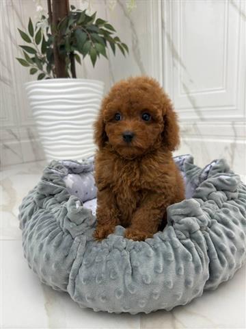 $350 : Maltipoo image 9