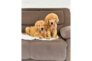 Adorable Golden Retriever Pups en Los Angeles