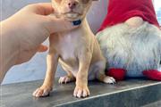 Chihuahua female puppies en Stockton