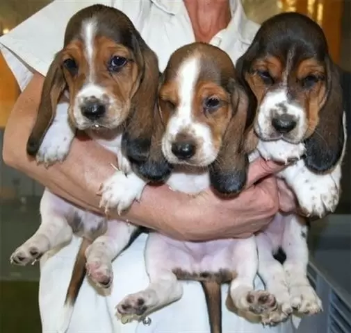 $500 : Basset Hound puros de calidad image 1