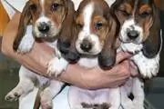 Basset Hound puros de calidad en Wichita