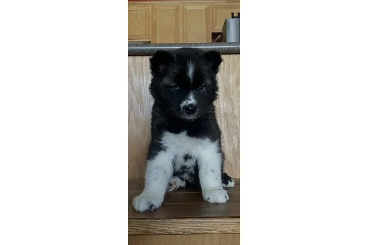 $400 : Siberian Husky Puppies image 2