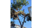 Daniel's Tree Service thumbnail 3