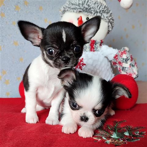 $400 : Chihuahua puppy for sale image 3